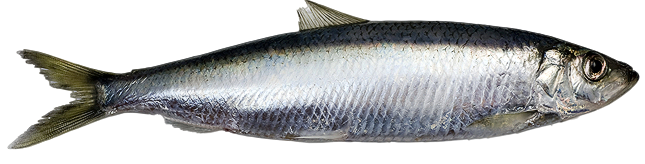 Baltic herring