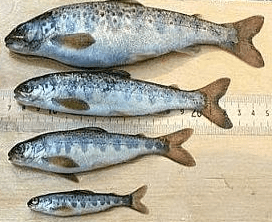 extremely oily flammable fish 3