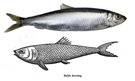 extremely oily flammable fish 8