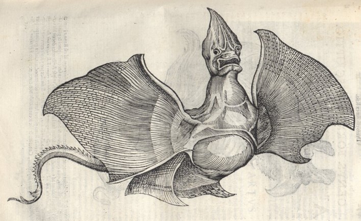 jenny-haniver-aldrovandi