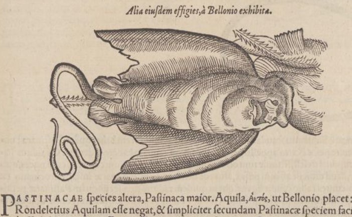 jenny-haniver-belon-gessner