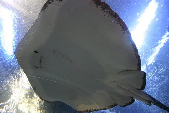 onderkant-eagle-ray