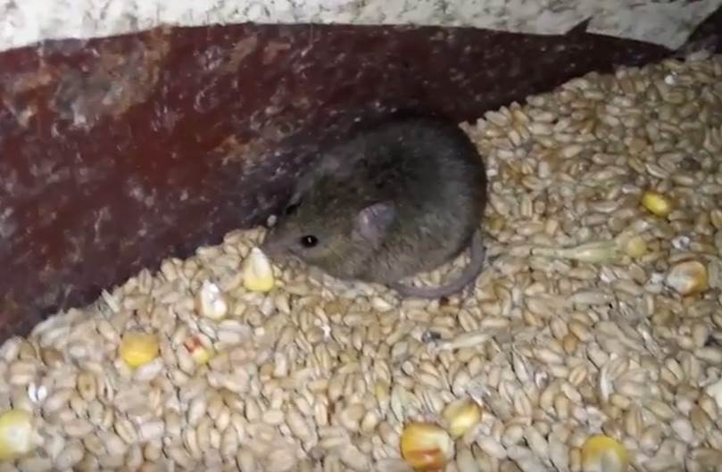 mouse-in-grain