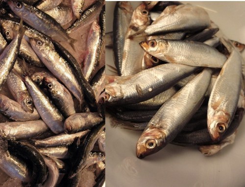 sprat and baltic herring