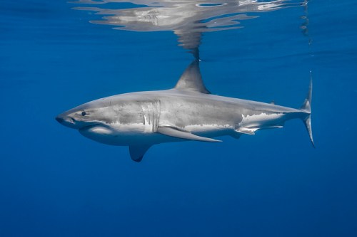 Fig. 6 Great white shark. George Probst